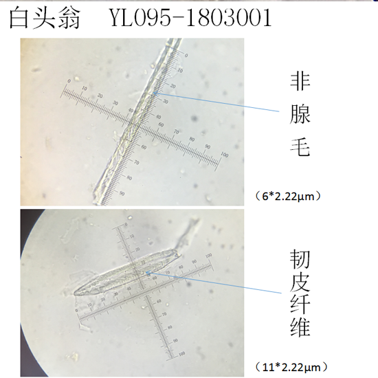 白頭翁